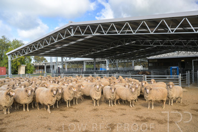 September 2025 / Roseworthy_250919_Z9C8119