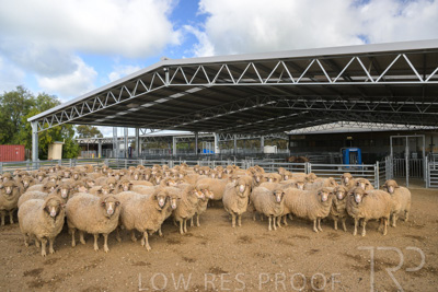 September 2025 / Roseworthy_250919_Z9C8125