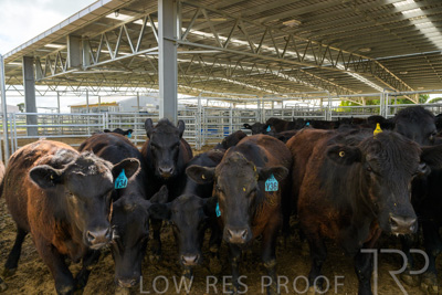 September 2025 / Roseworthy_250919_Z9C8173