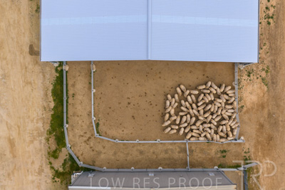 September 2025 / Rosewrothy_250919DJI_20250919074934_0209_D