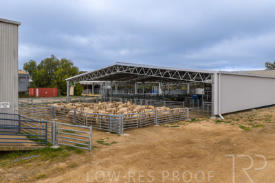 September 2025 / Rosewrothy_250919DJI_20250919075319_0239_D