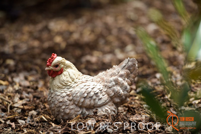 November 2017 / CHURCHILL_GDN_DETAILS_726_171106_TRP9602