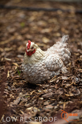 November 2017 / CHURCHILL_GDN_DETAILS_732_171106_TRP9608