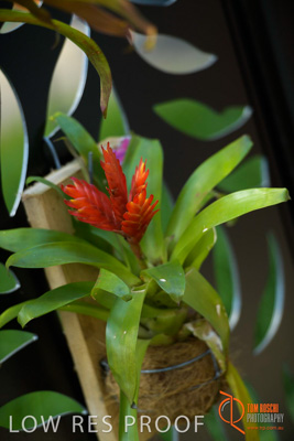 November 2017 / CHURCHILL_GDN_DETAILS_743_171106_TRP9619