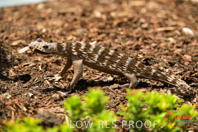 November 2017 / CHURCHILL_GDN_DETAILS_850_171106_TRP9726