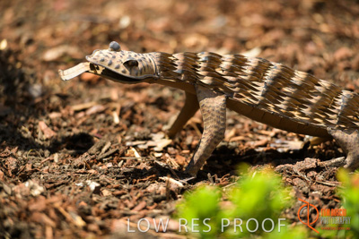 November 2017 / CHURCHILL_GDN_DETAILS_853_171106_TRP9729