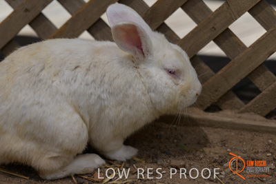 November 2017 / ROSE_COURT_RABBIT_001_171106_TRP9347