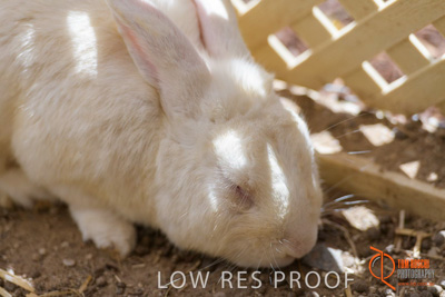 November 2017 / ROSE_COURT_RABBIT_002_171106_TRP9349