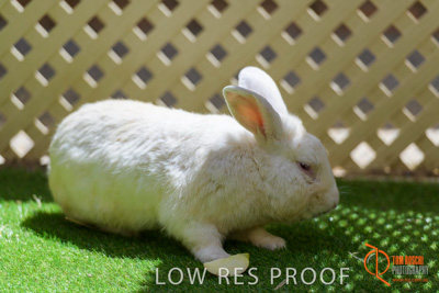 November 2017 / ROSE_COURT_RABBIT_003_171106_TRP9354