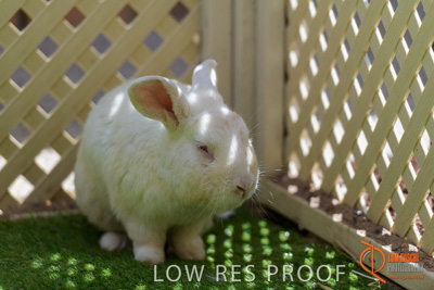 November 2017 / ROSE_COURT_RABBIT_004_171106_TRP9355