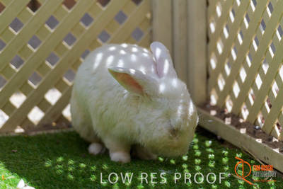 November 2017 / ROSE_COURT_RABBIT_005_171106_TRP9358