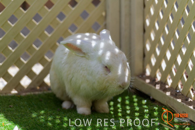 November 2017 / ROSE_COURT_RABBIT_006_171106_TRP9360