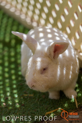 November 2017 / ROSE_COURT_RABBIT_008_171106_TRP9367