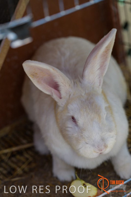 November 2017 / ROSE_COURT_RABBIT_009_171106_TRP9374