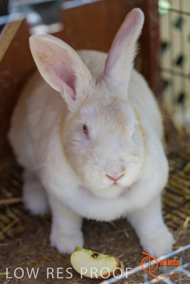 November 2017 / ROSE_COURT_RABBIT_010_171106_TRP9377