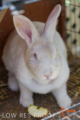 November 2017 / ROSE_COURT_RABBIT_011_171106_TRP9379