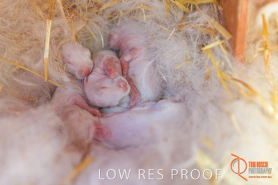 November 2017 / ROSE_COURT_RABBIT_012_171106_TRP9382