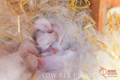 November 2017 / ROSE_COURT_RABBIT_013_171106_TRP9385