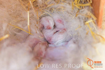 November 2017 / ROSE_COURT_RABBIT_014_171106_TRP9387