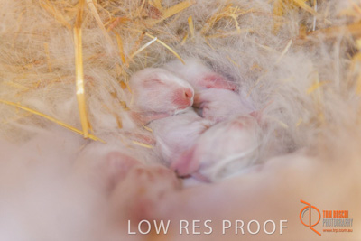 November 2017 / ROSE_COURT_RABBIT_015_171106_TRP9390