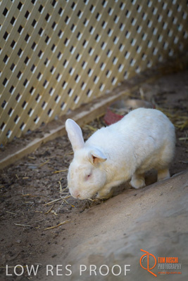 November 2017 / ROSE_COURT_RABBIT_017_171108_TRP0388