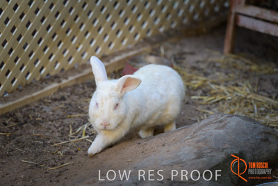 November 2017 / ROSE_COURT_RABBIT_018_171108_TRP0389