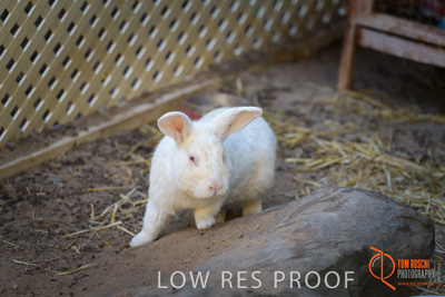 November 2017 / ROSE_COURT_RABBIT_019_171108_TRP0390