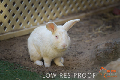 November 2017 / ROSE_COURT_RABBIT_020_171108_TRP0392