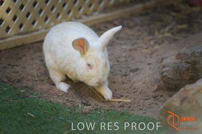 November 2017 / ROSE_COURT_RABBIT_021_171108_TRP0394