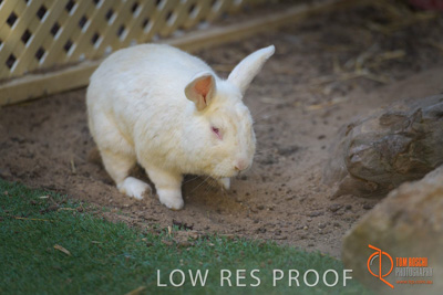 November 2017 / ROSE_COURT_RABBIT_022_171108_TRP0396