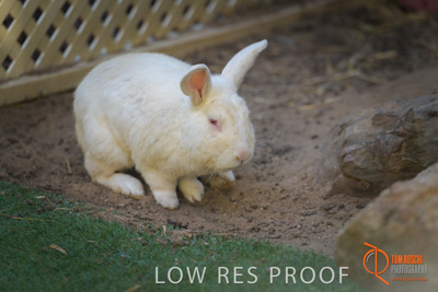 November 2017 / ROSE_COURT_RABBIT_023_171108_TRP0397