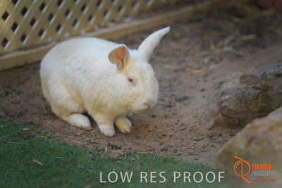 November 2017 / ROSE_COURT_RABBIT_024_171108_TRP0398