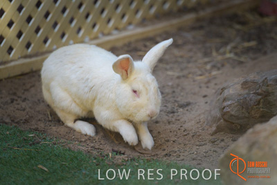 November 2017 / ROSE_COURT_RABBIT_025_171108_TRP0399