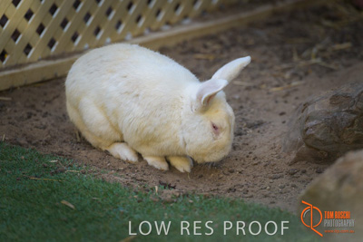 November 2017 / ROSE_COURT_RABBIT_026_171108_TRP0402