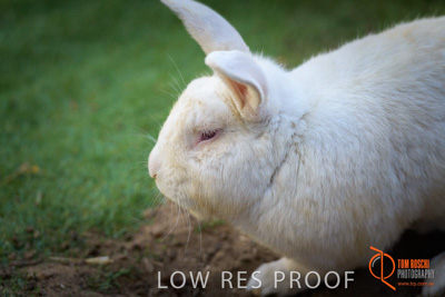 November 2017 / ROSE_COURT_RABBIT_027_171108_TRP0403