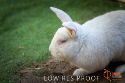 November 2017 / ROSE_COURT_RABBIT_028_171108_TRP0404