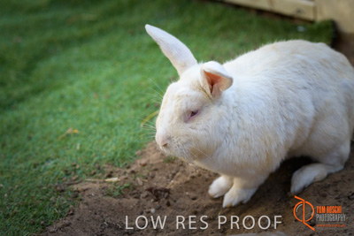 November 2017 / ROSE_COURT_RABBIT_029_171108_TRP0406