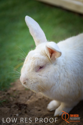 November 2017 / ROSE_COURT_RABBIT_030_171108_TRP0407