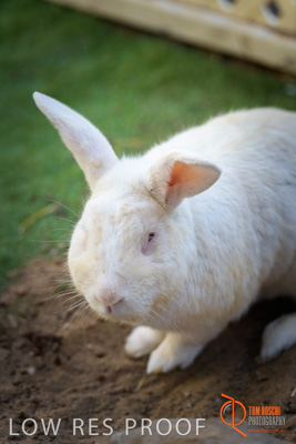 November 2017 / ROSE_COURT_RABBIT_031_171108_TRP0409