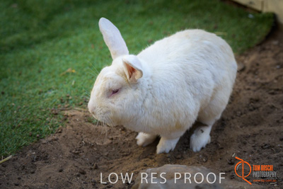 November 2017 / ROSE_COURT_RABBIT_032_171108_TRP0415