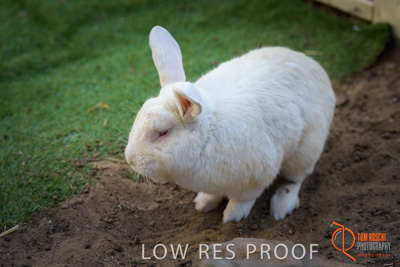 November 2017 / ROSE_COURT_RABBIT_033_171108_TRP0416