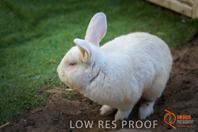 November 2017 / ROSE_COURT_RABBIT_034_171108_TRP0419