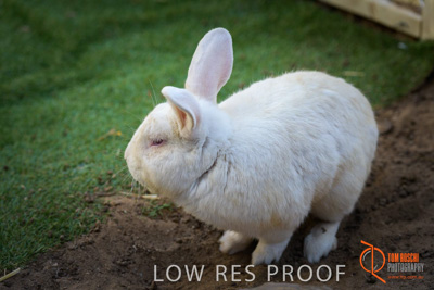 November 2017 / ROSE_COURT_RABBIT_035_171108_TRP0420