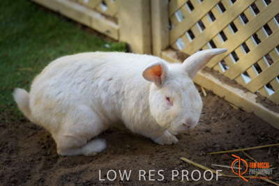 November 2017 / ROSE_COURT_RABBIT_036_171108_TRP0424