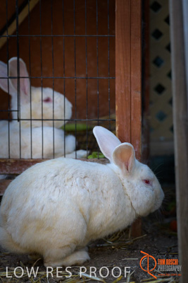 November 2017 / ROSE_COURT_RABBIT_037_171108_TRP0429