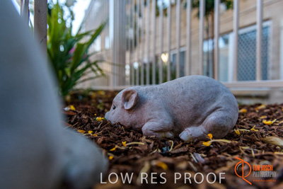 November 2017 / ROSE_COURT_EAST_GDN_1628_171108_TRP0464