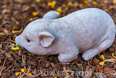 November 2017 / ROSE_COURT_EAST_GDN_1629_171108_TRP0465