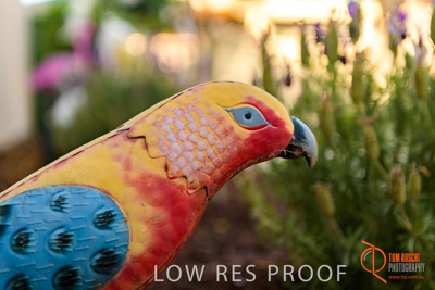 November 2017 / ROSE_COURT_EAST_GDN_1649_171108_TRP0485