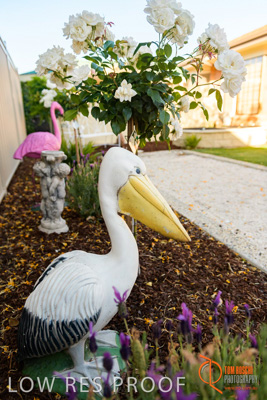 November 2017 / ROSE_COURT_EAST_GDN_1659_171108_TRP0495