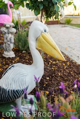 November 2017 / ROSE_COURT_EAST_GDN_1661_171108_TRP0497